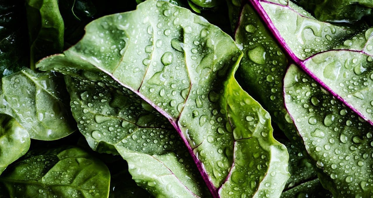 beautiful leafy greens