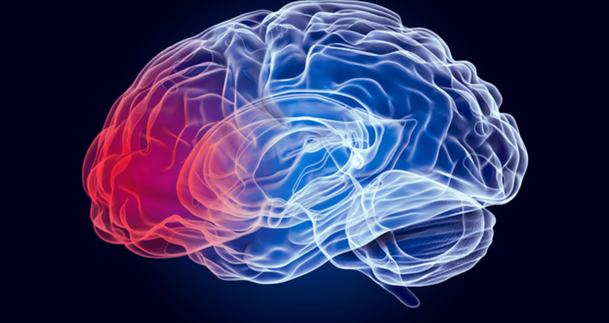 A Picture of a brain