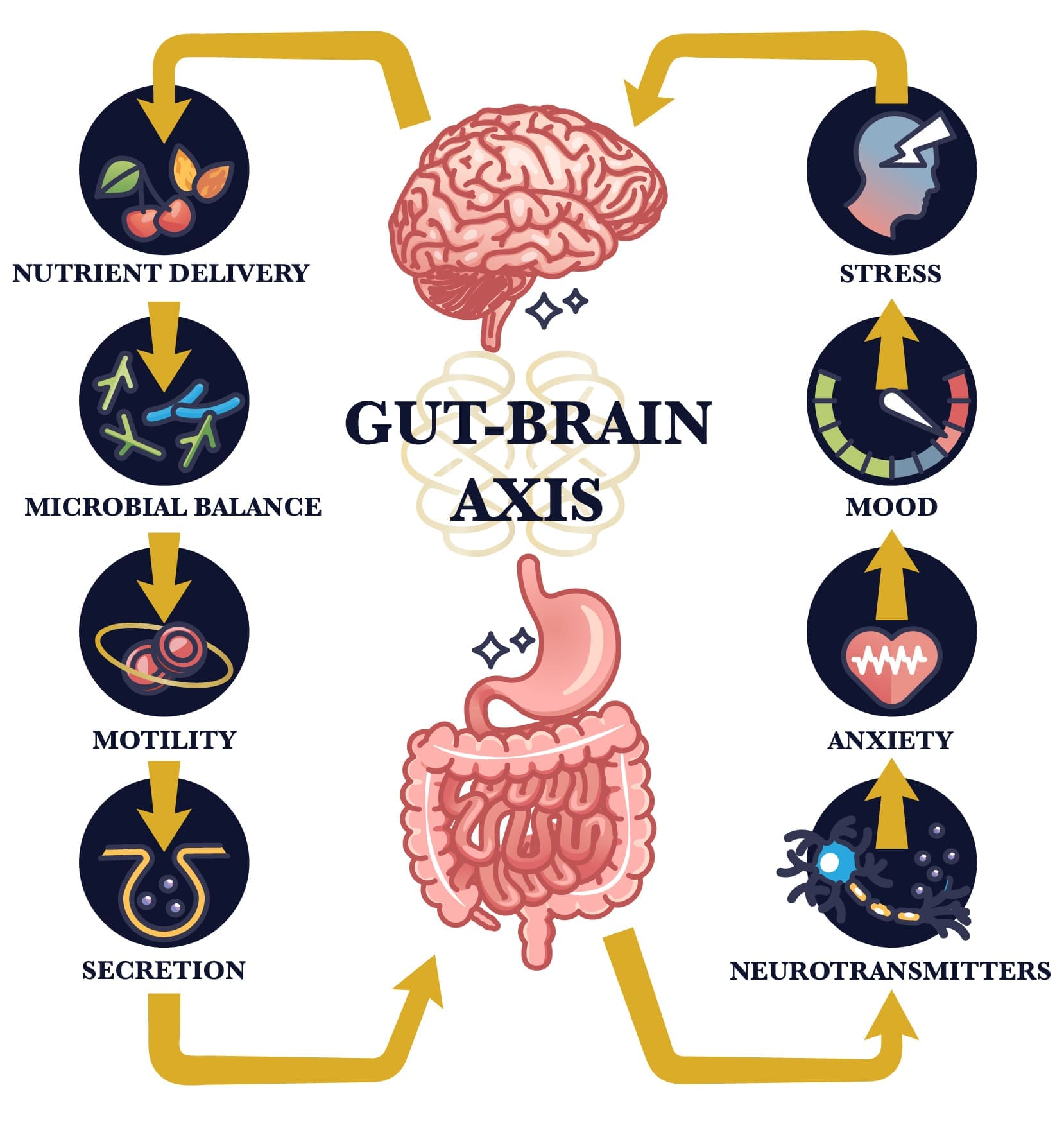 gut-brain-axis Gut-Brain Axis Diagram